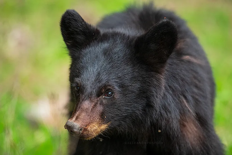 Close-up photo of a black bear cub