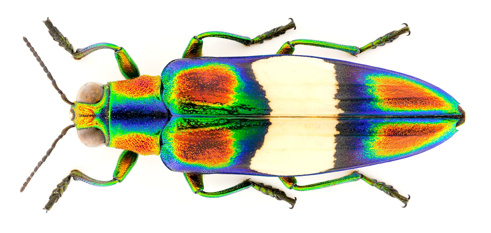 Detailed macrophotograph of colorful beetle achieved using focus stacking and custom built lighting setup