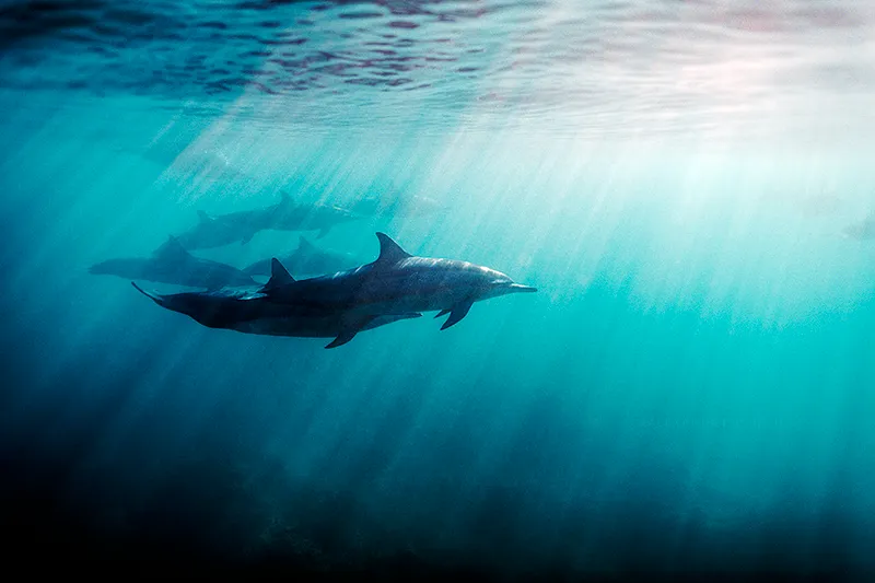 Underwater photo of dolphin flock with sunrays lighting the ocean