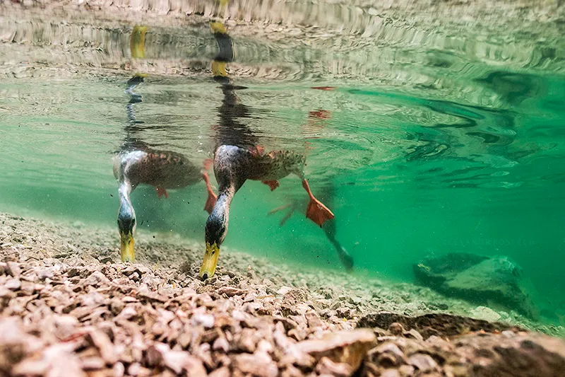 Underwater photo of a pair of common ducks foraging from the bottom of mountain lake