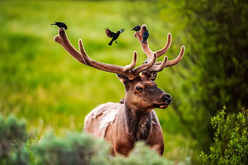 Photo of wild elk bull with large antlers covered with velvet with birds si on it and flying around
