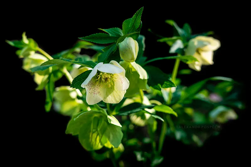 Artistic image of Helleborine in bloom with black background