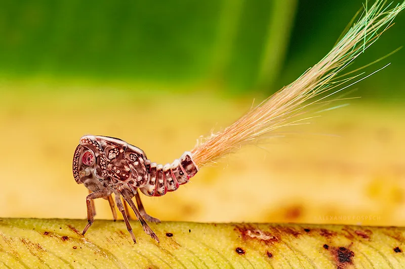 High magnification photograph of plant hopper on banana leaf in the rainforest of Papua New Guinea