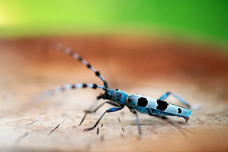 Macrophotograph of Rosalia Longicorn (Rosalia Alpina) beetle in -white-carpathians on beech log