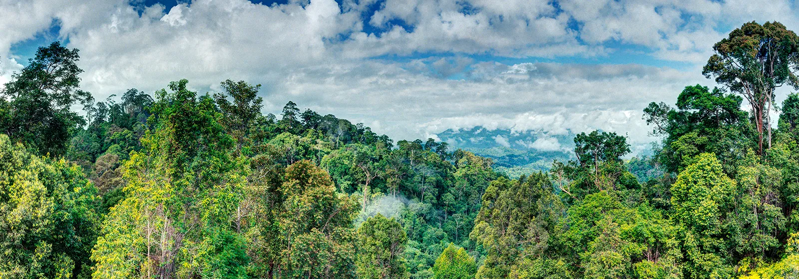 Combination of HDR and panoramic composite of tropical rainforest in Borneo