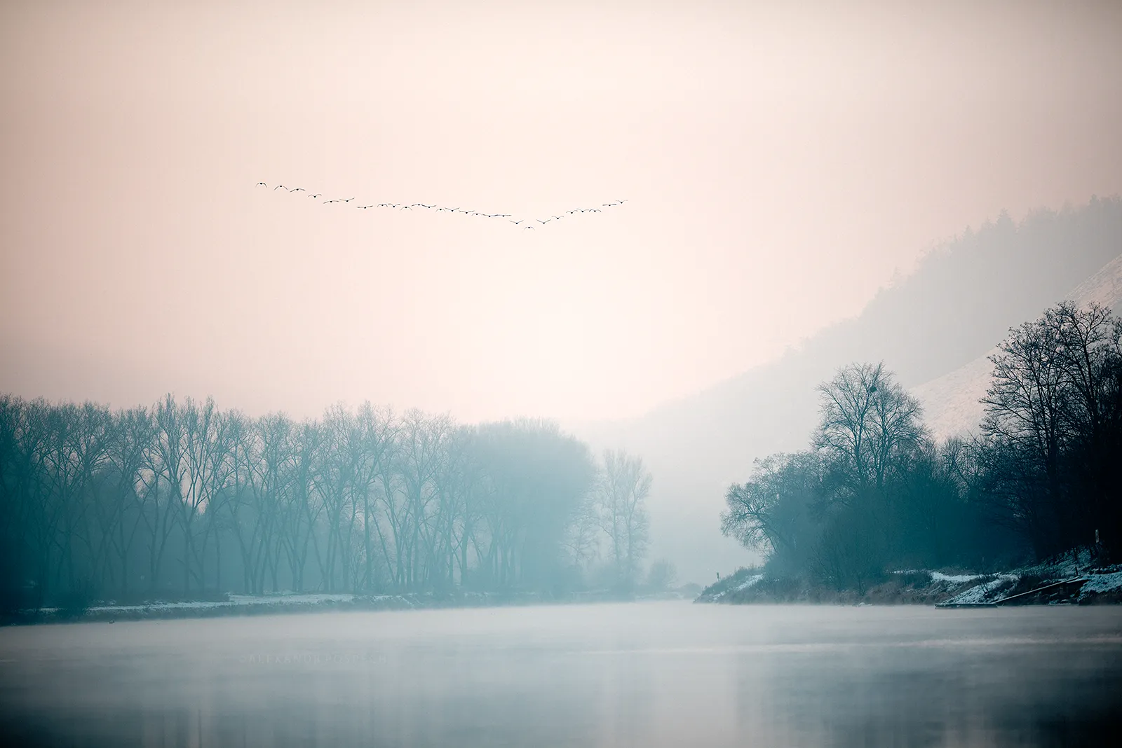 Mist and haze in the landscape of Vltava river during winter morning with flock of cormorans flying over
