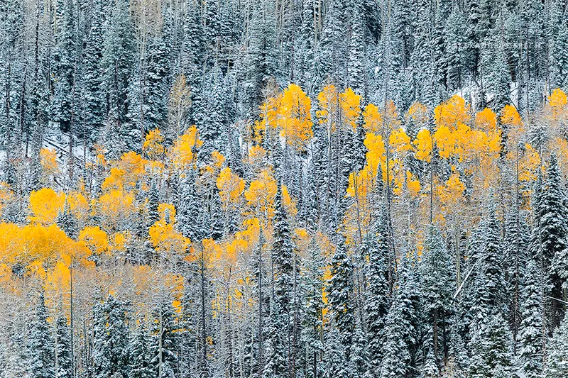 Yellow leaved aspens in a snow covered coniferous forest in Utah during Autumn
