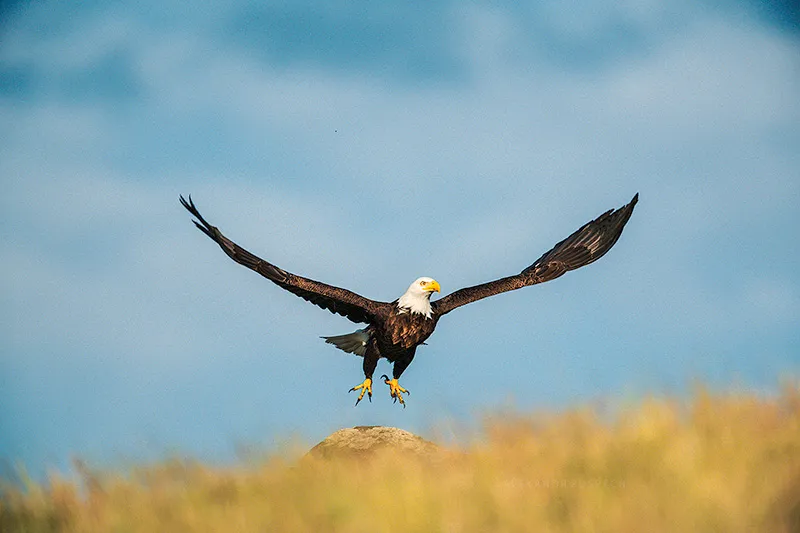 Wild Bald Eagle taking off on sunny day with blu sky in the background