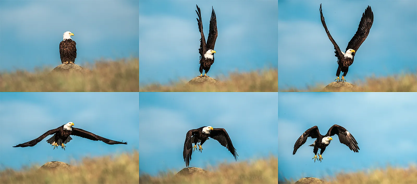 Six-frame sequence documenting wild bald eagle flight initiation