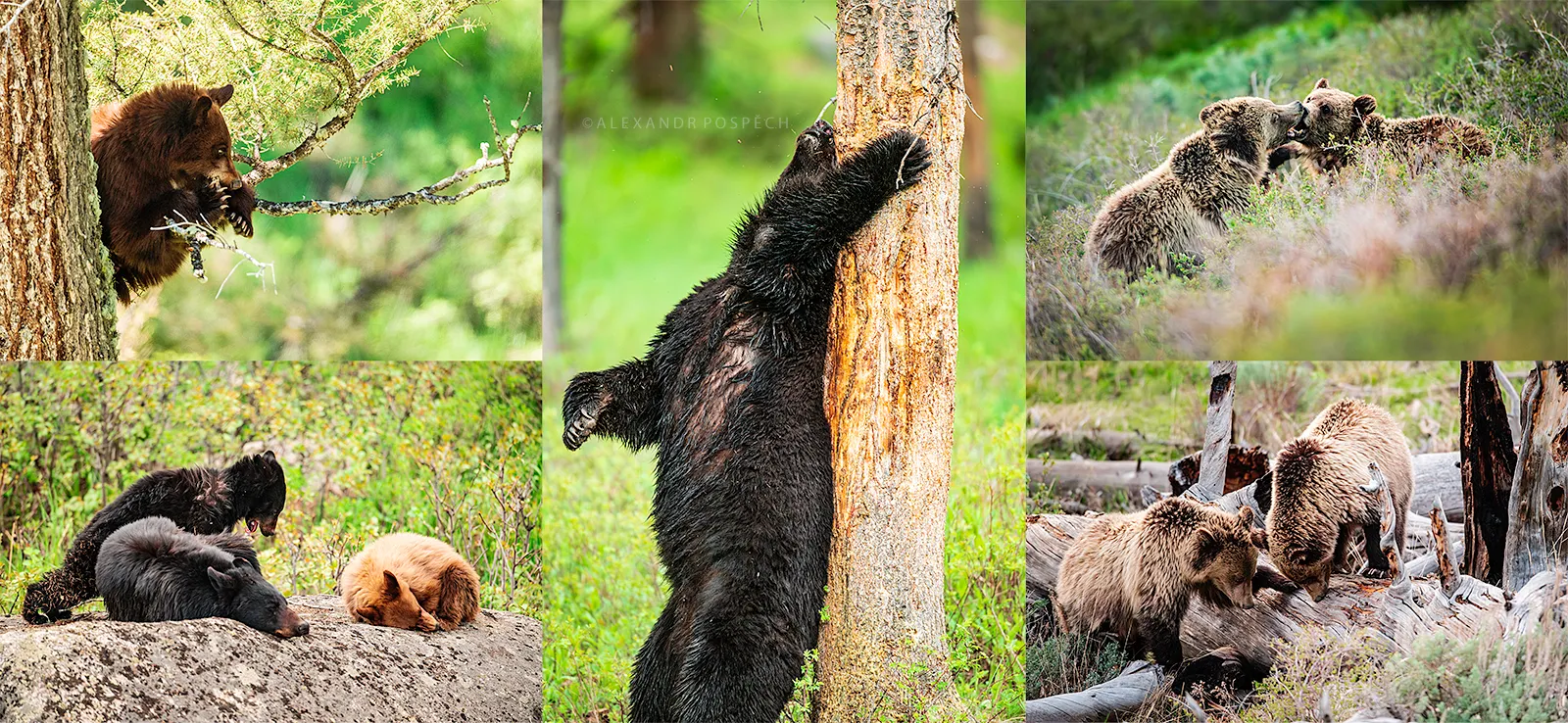 Image sequence of black bear cubs and adults and grizzly bears fighting and foraging