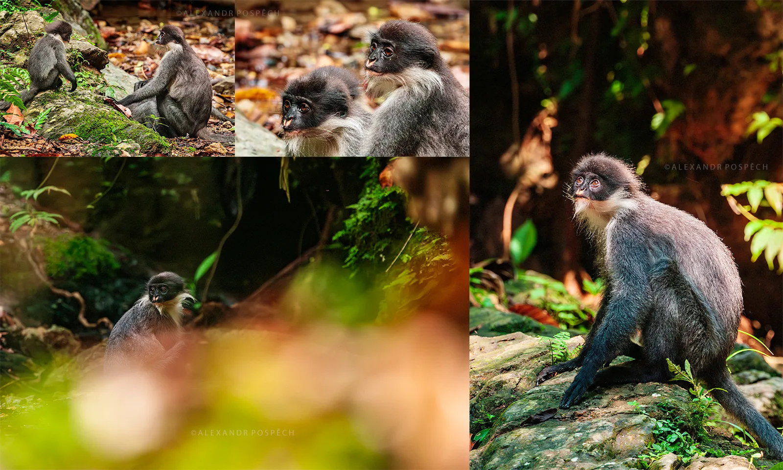 Sequence of photos of Miller's Grizzled Langurs, Presbytis canicrus, in the rainforest