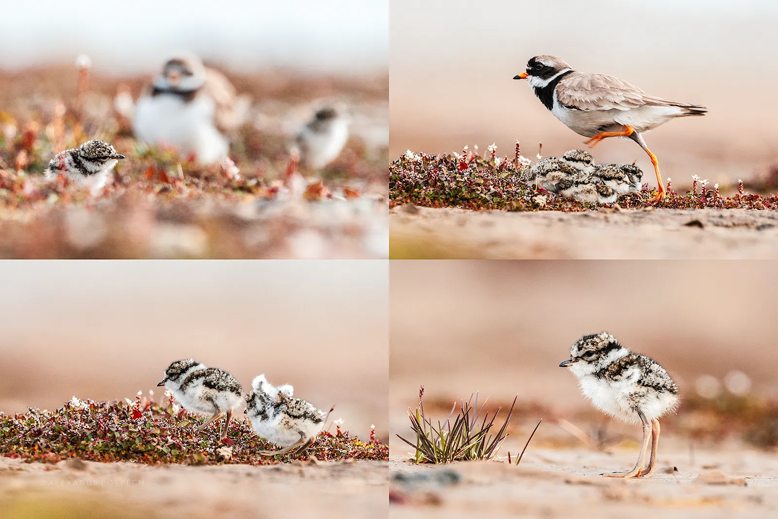Photographs of chicks and parent of Ringed Plovers